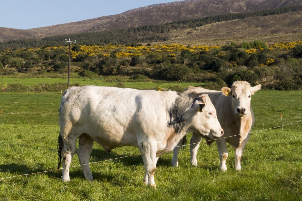 Fort Farmhouse B&B Castlegregory Bagian luar foto